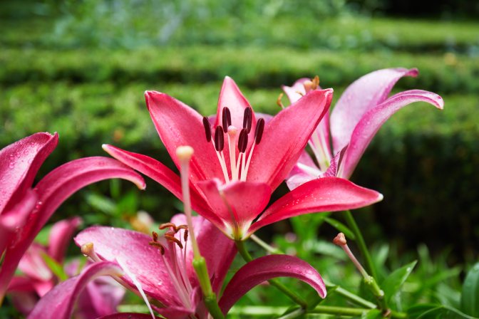 Pink lilies in garden.
