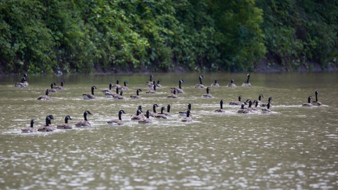 Flock of geese in canal.