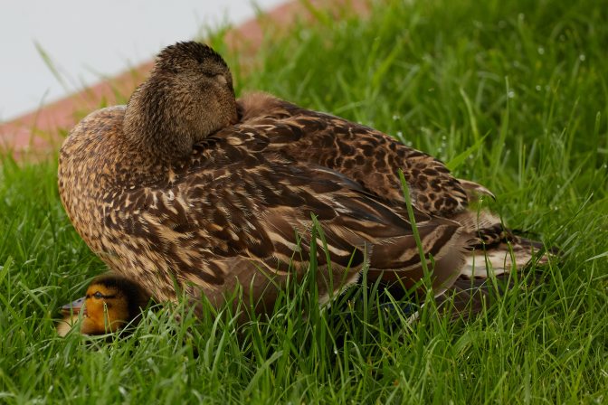 Mother mallard duck, with duckling poking out from beneath it.