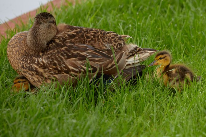 Mallard, with two ducklings around her.