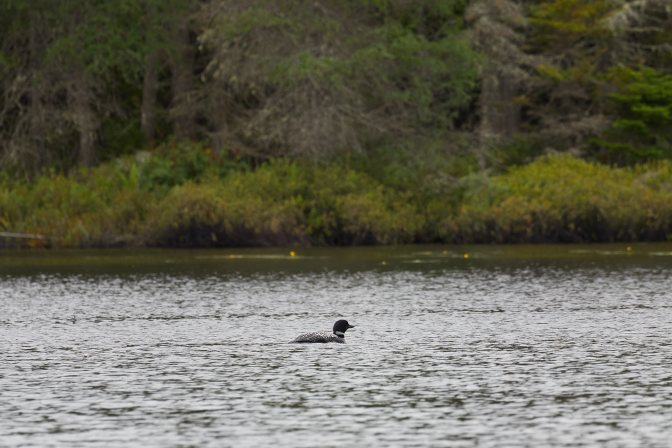 Loon on Quiver Pond.