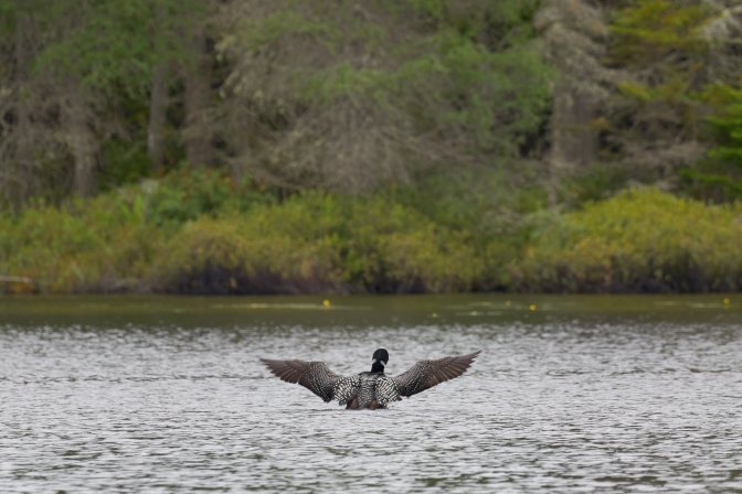 Loon on Quiver Pond, spreading its wings.