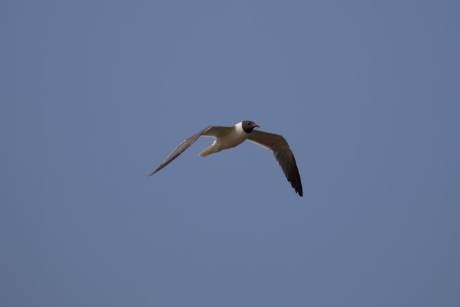 Sea gull in flight.