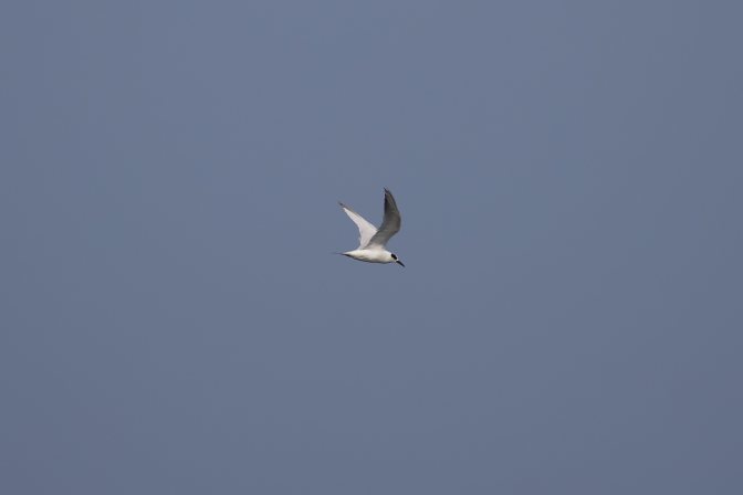 Tern in flight.