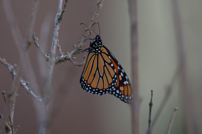 Monarch butterfly on branch.