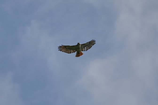 Red-tailed hawk in flight.