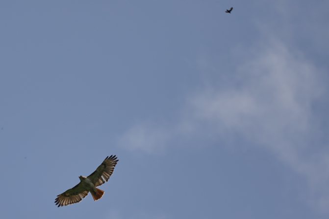 Red-tailed hawk in flight, with another in the distance above.