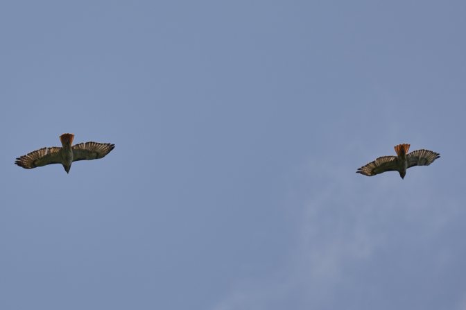Two red tailed hawks in flight.