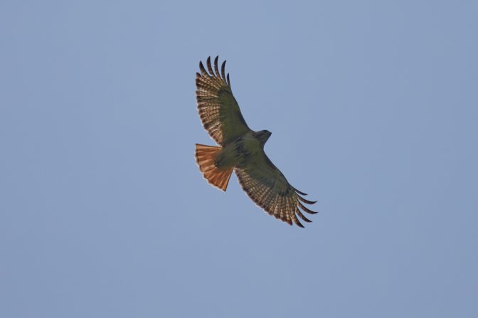 Red-tailed hawk in flight.