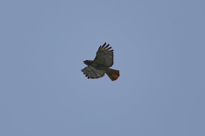 Red-tailed hawk in flight.