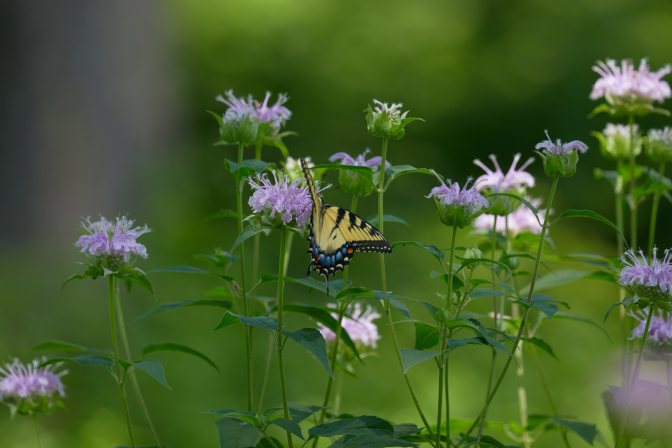 Eastern tiger swallowtail sitting on wildflower.