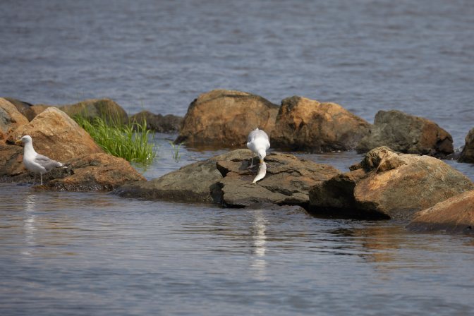 Seagull eating a fish, while another seagull stands nearby.