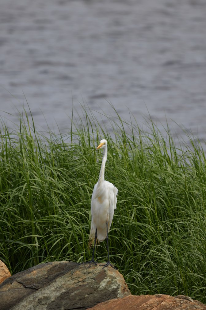 Great Egret standing on rock - bay is in background.