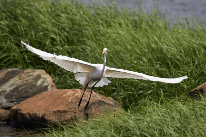 Great Egret in flight.