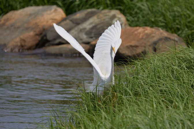 Egret landing on grasses.