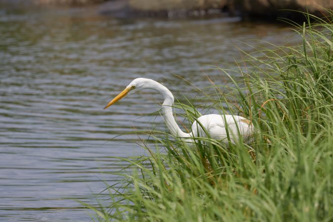 Great Egret staring into water.