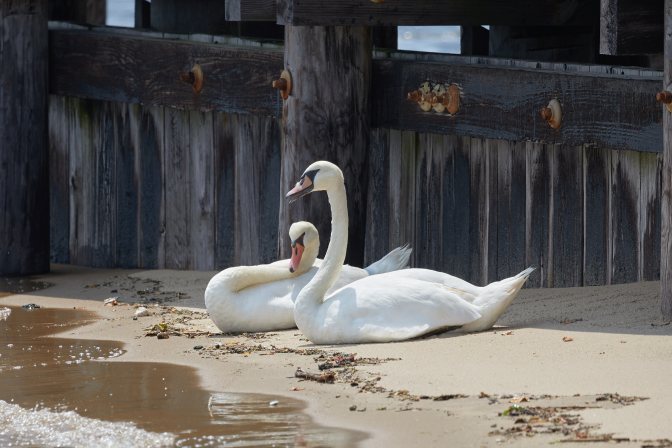 Pair of swans sitting on beach.