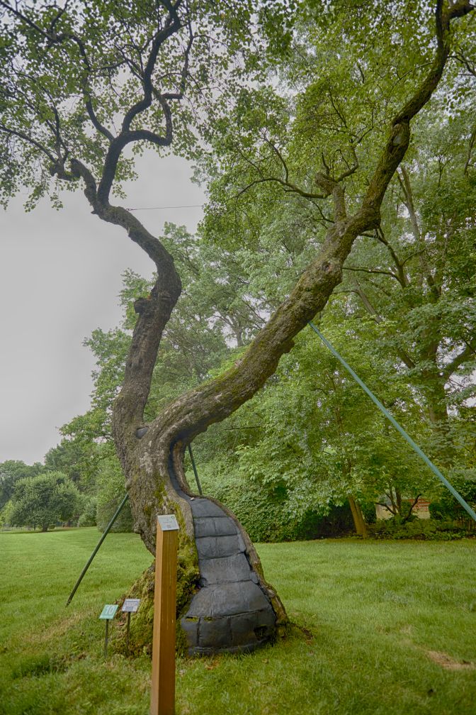 Tree filled with concrete.