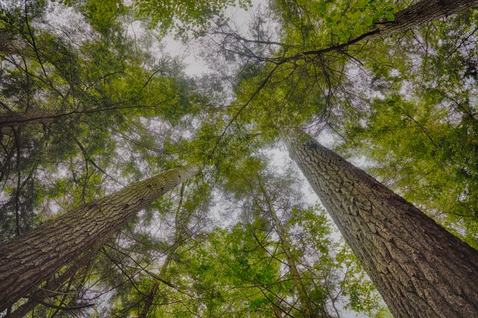 Upward view of pine trees.