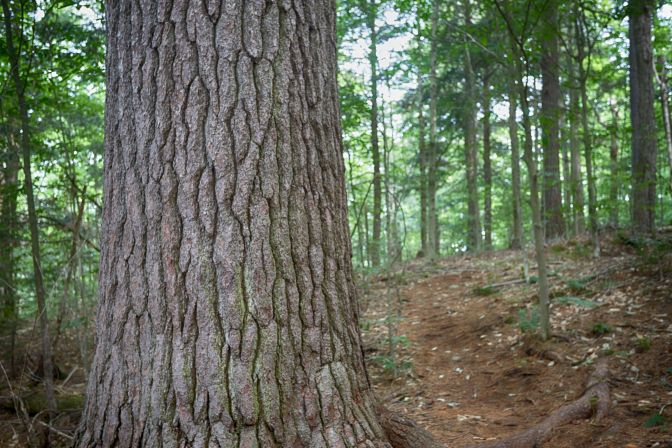 Pine tree trunk in foreground, with forest in background.