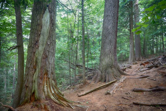 Pine tree trunks in forest.