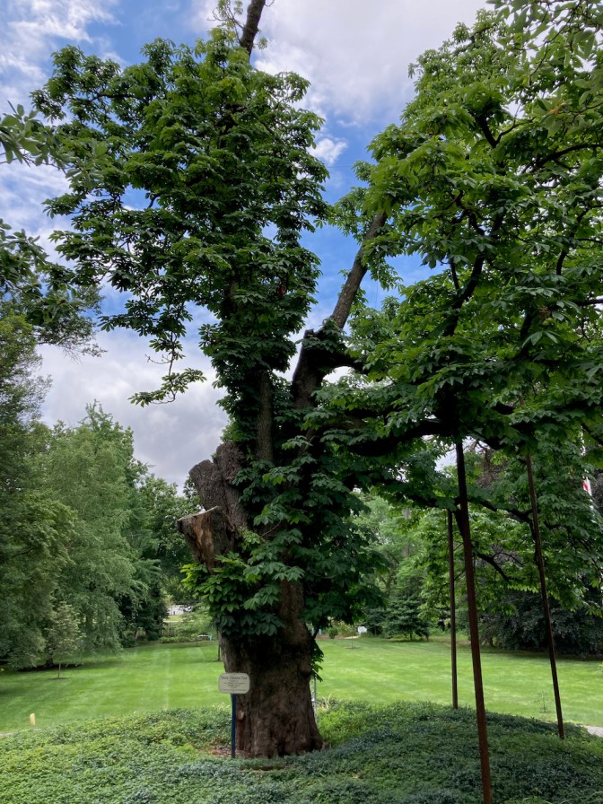 Horse chestnut tree on lawn.