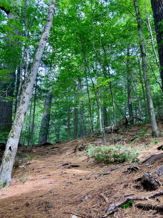 Trail in Cathedral Pines, facing uphill.