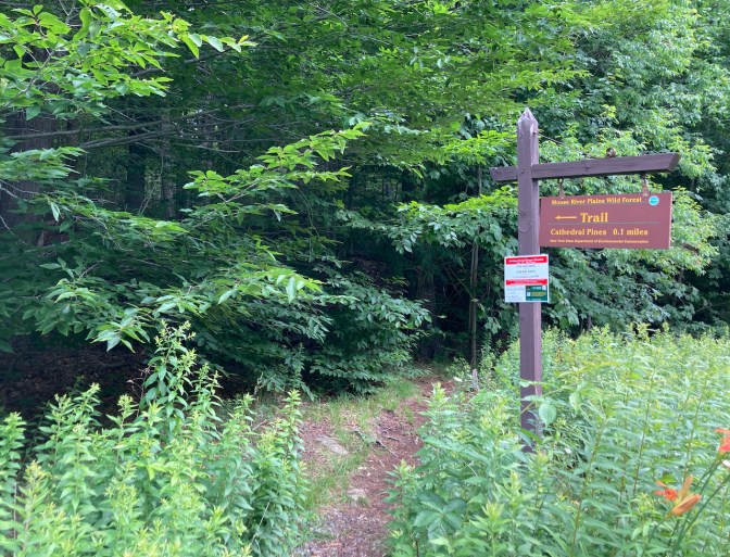 Trailhead for Cathedral Pines.