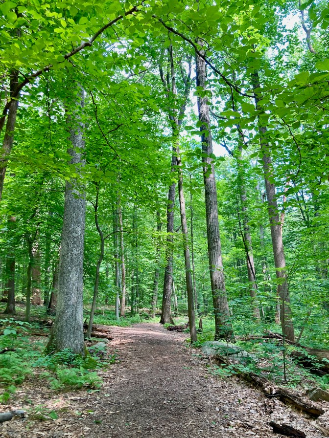 View of hiking trail through woods.