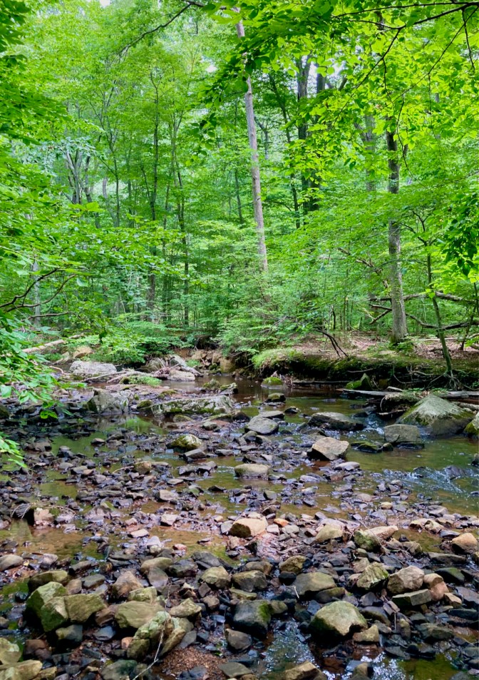 View of Passaic River through woods.