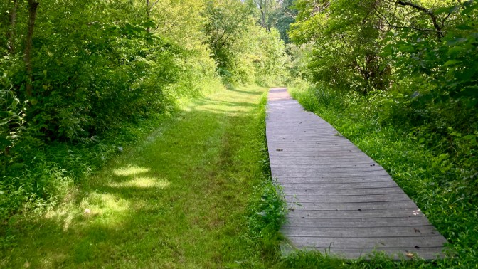 Boardwalk running through grassy trail in woods.