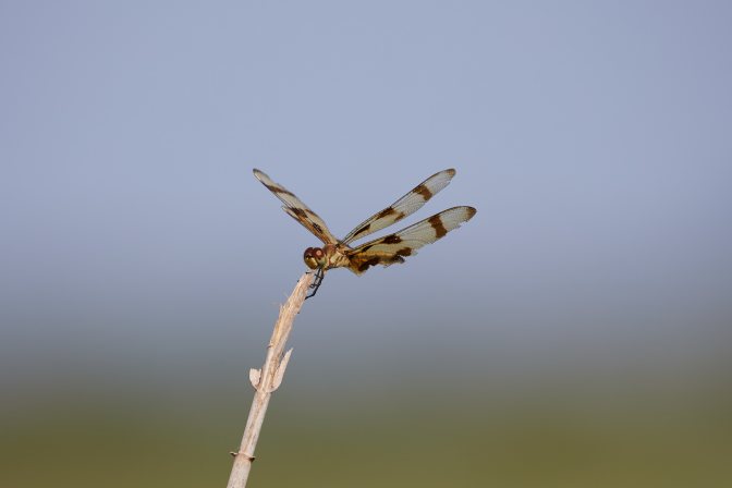 Dragonfly perched on branch.