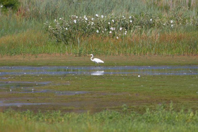 Egret walking in marsh.