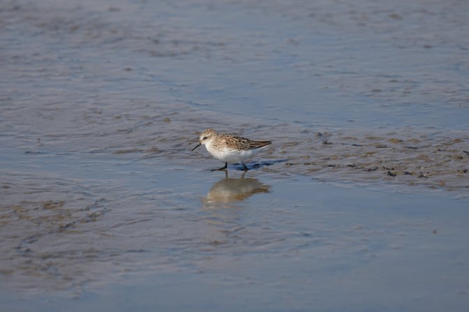Sandpiper walking through marsh.