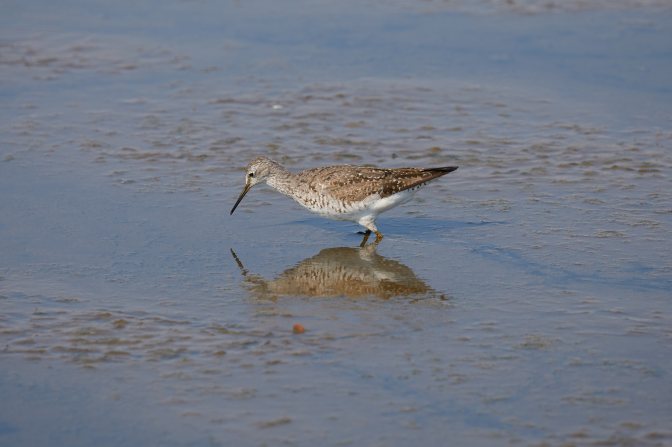 Willet hunting for food in marshland.