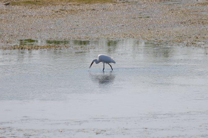 Egret hunting for food in marshland.