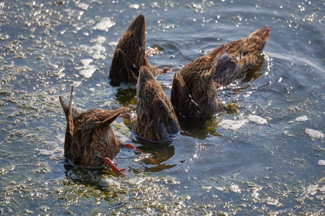 Five ducks tails in air, with heads underwater.