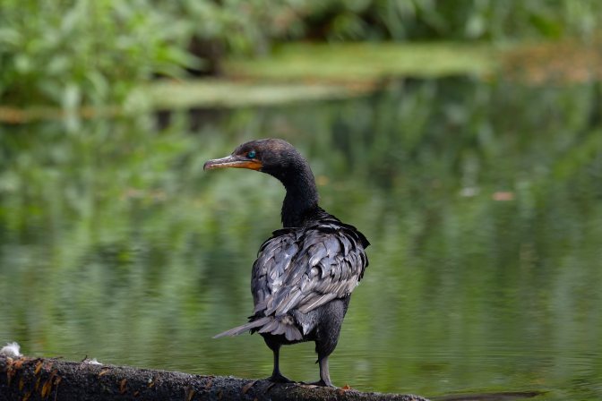 Black Cormorant standing on ledge near brook.