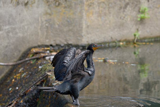 Double-crested cormorant flapping wings.
