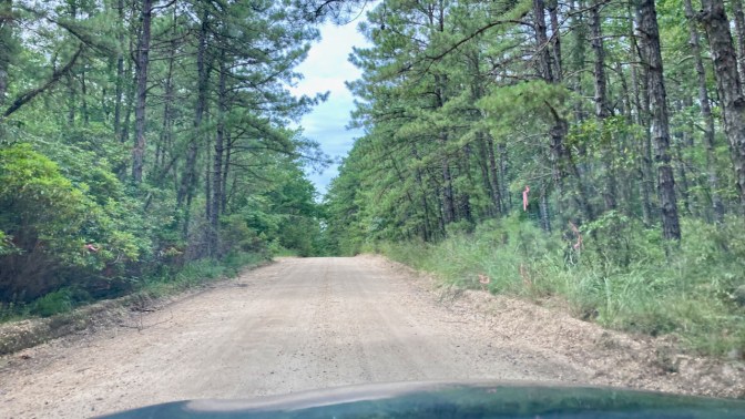 View of dirt road in Pine Barrens.