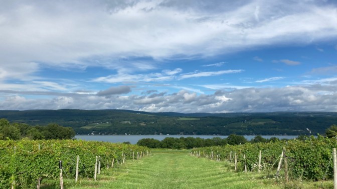 View of Seneca Lake, with vineyard in foreground.