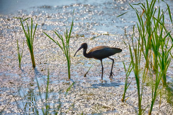 Glossy ibis walking through wetland.