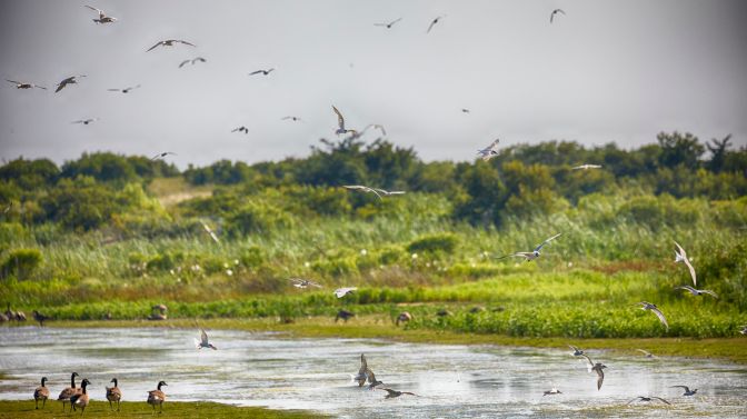 Numerous birds in flight over marshland.