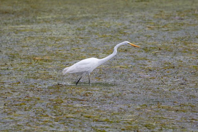 Egret in marshland.