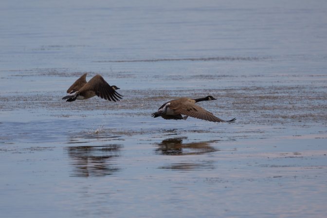 Two Canadien Geese taking flight over water.