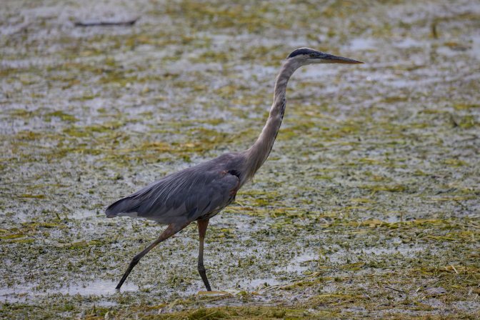 Great Blue Heron in marshland.