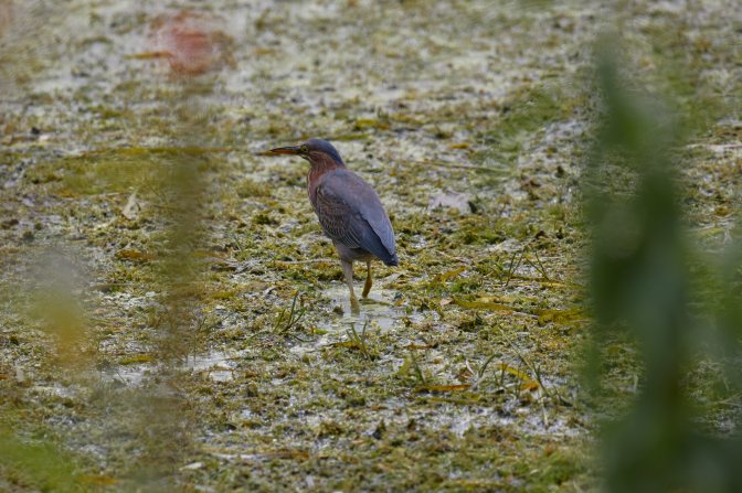 Green Heron in marshland.