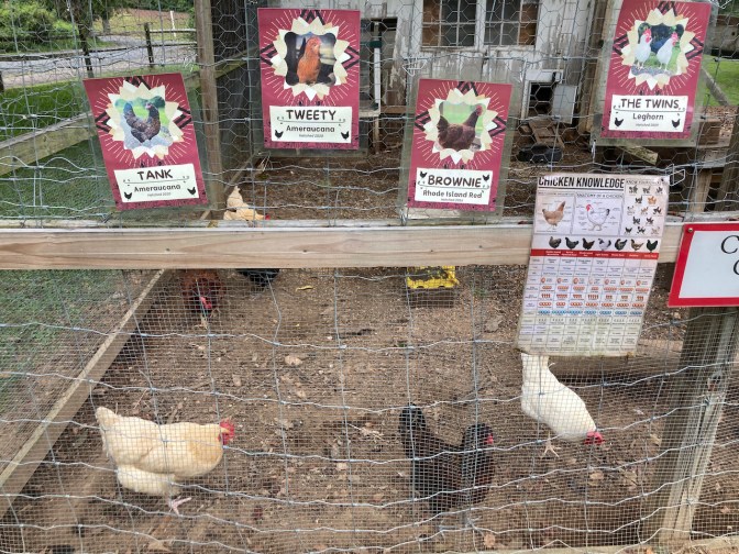Chicken coop, with placards indicating names of different chickens.