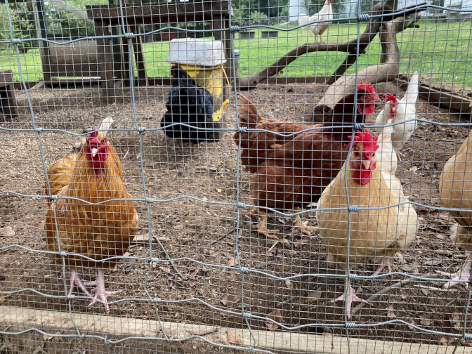 Chicken coop with several chickens of different colors inside.