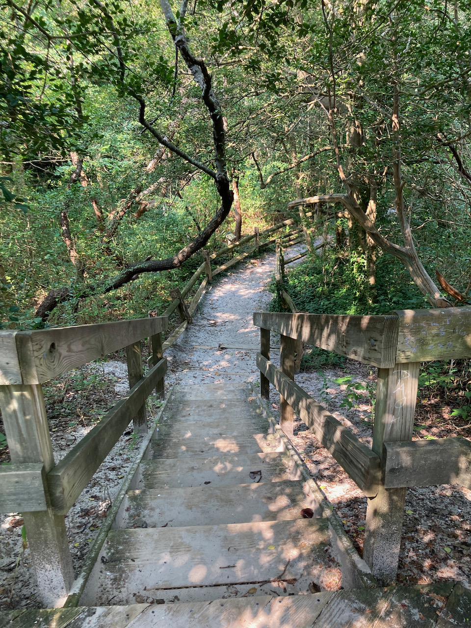 Pathway through woods on beach.